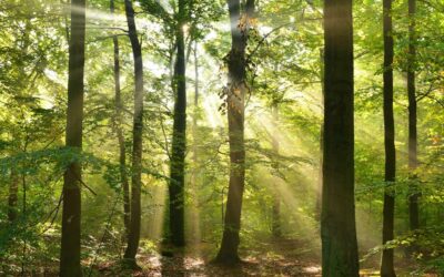 Natur-Wald-Auszeit – 40 Stunden mit dir selbst – ein Projekt im Auftrag des Vereins Arche Mea